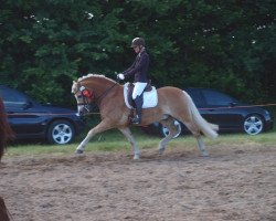 dressage horse Red Summer (3,32% ox) (Edelbluthaflinger, 2008, from Sonnenstrahl (0,39% ox))
