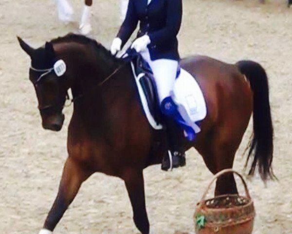 dressage horse Accino (Mecklenburg, 2005, from Acartenango)