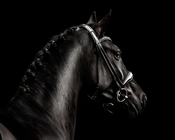 horse Franklin's Fendi Drip (Westphalian, 2018, from Franklin)