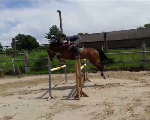 jumper Corino 32 (Oldenburg show jumper, 2010, from Coco Jambo)
