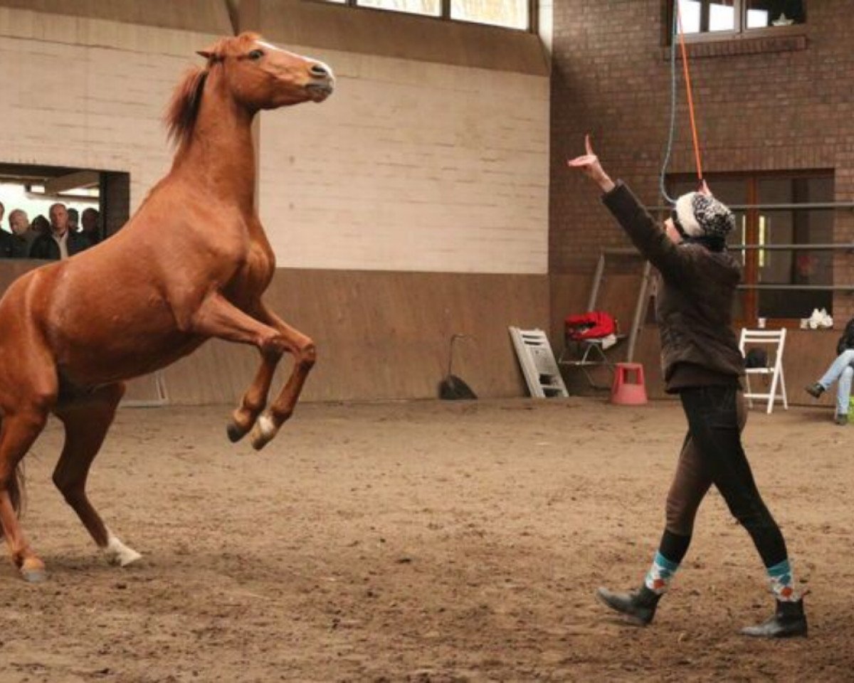 horse Märchenprinz AT (German Riding Pony, 2007, from Markgraf)