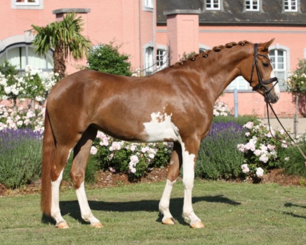 horse Nice to Nice (German Riding Pony, 2014, from Palolo Kid)