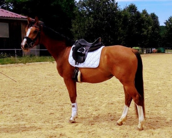 Pferd Elli (Deutsches Sportpferd, 2014, von Candyman)