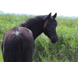 Zuchtstute Dark Rose (Deutsches Reitpony, 2015, von Duncan 86)