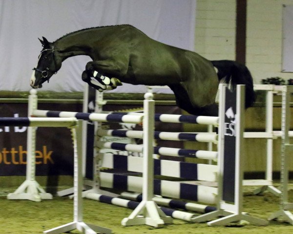 Zuchtstute Angelina (Oldenburger, 2014, von Balou du Rouet)