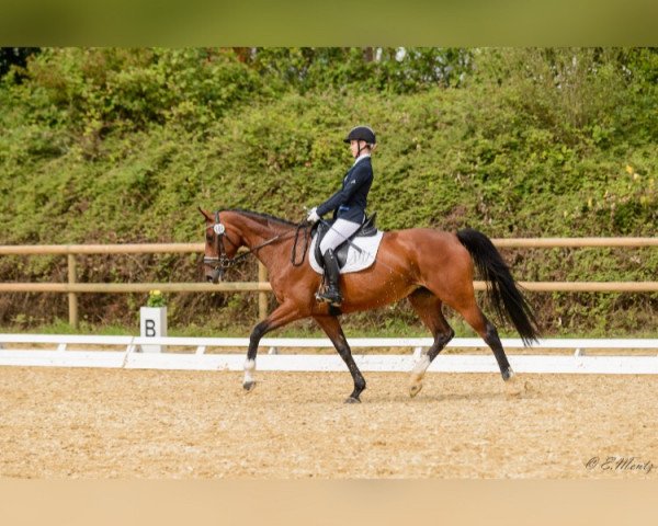 dressage horse Unice 3 (Holsteiner, 2004, from Con Air)