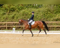 dressage horse Unice 3 (Holsteiner, 2004, from Con Air)