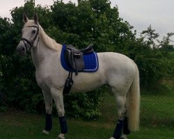 dressage horse Calmia 2 (unknown, 2002)