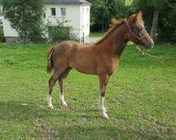 Zuchtstute Darja (Deutsches Reitpony, 2017, von Dresscode AT)