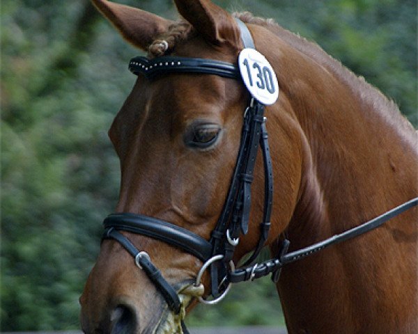 horse Dana 190 (German Riding Pony, 1997, from Derengo)