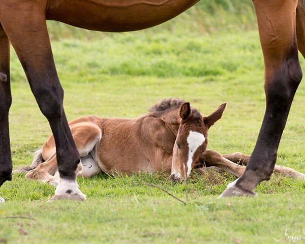 horse mok ok he (KWPN (Royal Dutch Sporthorse),  , from Pilothago Dxb)