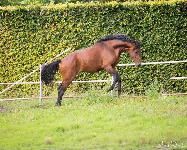 horse Jive Dancer (KWPN (Royal Dutch Sporthorse), 2014, from Zapatero VDL)