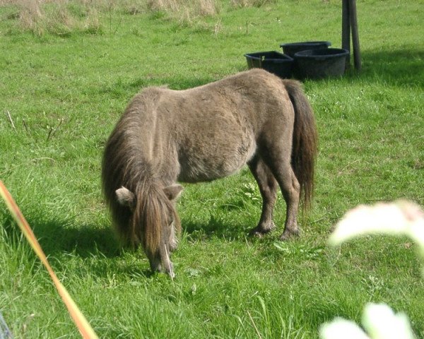Zuchtstute Iris Blossom v.Transvaal (Shetland Pony (unter 87 cm), 1994, von Adam van Spuitjesdom)