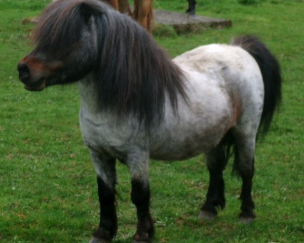 Pferd Topper's Lancelot (Shetland Pony (unter 87 cm), 1999, von Titus von der Wartgartenmuehle) Pferd Topper's Lancelot (Shetland Pony (unter 87 cm), 1999, von Titus von der Wartgartenmuehle)