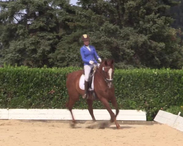 Reitturnier Gehlenbeck-Eilhausen 2018