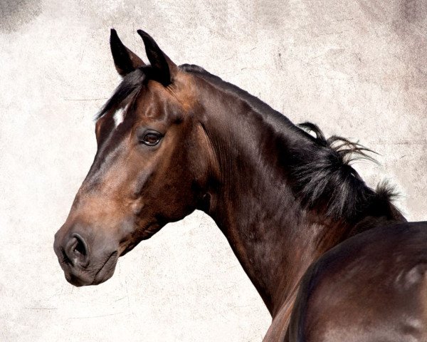 horse Don Skarto (Hanoverian, 2009, from Don Larino 171 FIN)