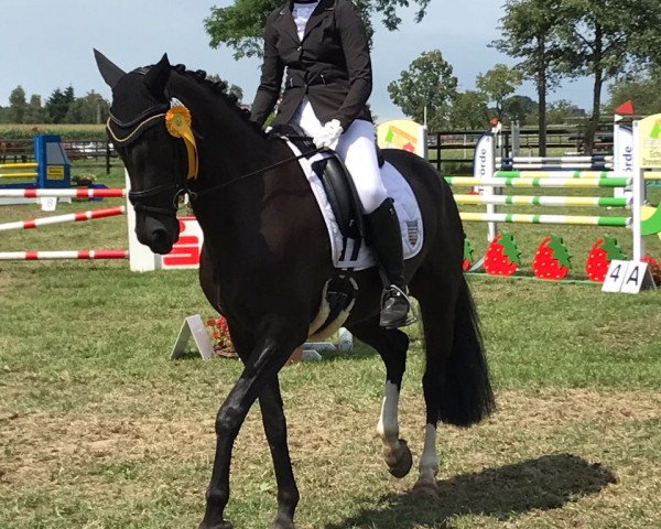 Dressurpferd Fraya 16 (Deutsches Reitpony, 2008, von For Play)
