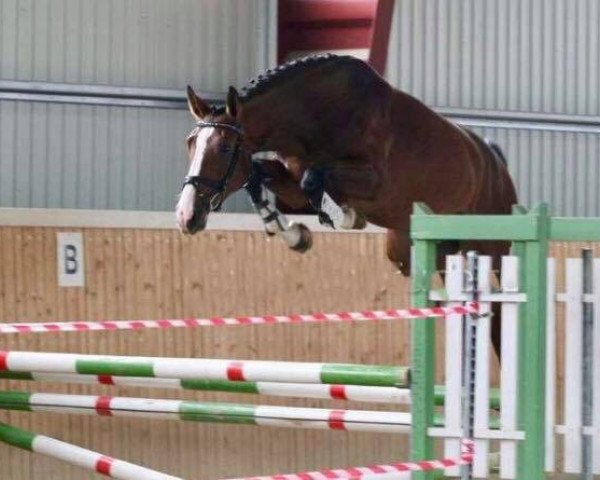 horse Royal Star (Czech Warmblood,  , from Quick Lauro Z)