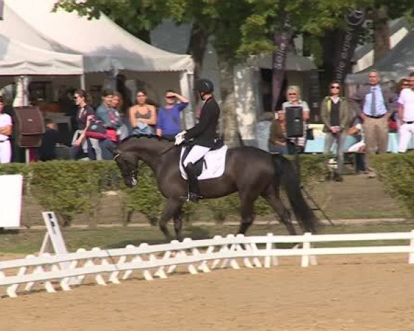 dressage horse Girello Vwm (KWPN (Royal Dutch Sporthorse), 2011, from Andretti)