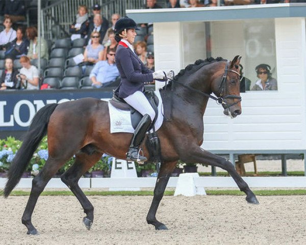 stallion Rhodium 6 (Hanoverian, 2011, from Blue Hors Romanov)