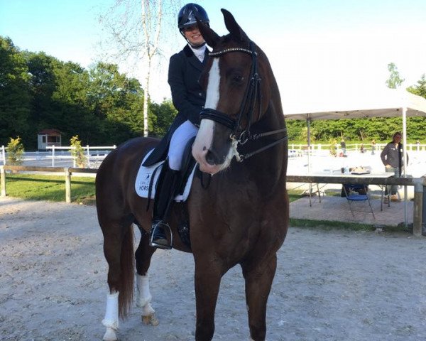 dressage horse Fendi T (KWPN (Royal Dutch Sporthorse), 2010, from Negro)