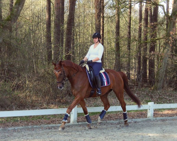 dressage horse Saladin 58 (Hanoverian, 2006, from Santino)