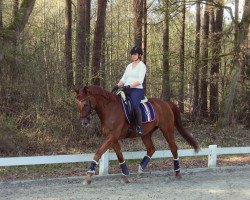 dressage horse Saladin 58 (Hanoverian, 2006, from Santino)