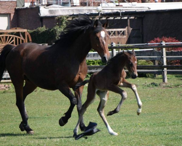 horse Fürst von Deuten (Westphalian, 2017, from For Romance I)