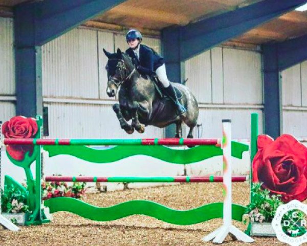 jumper Lynncot Fancy Pants (Irish Sport Horse, 2008, from Annaghmore Boomerang) jumper Lynncot Fancy Pants (Irish Sport Horse, 2008, from Annaghmore Boomerang)
