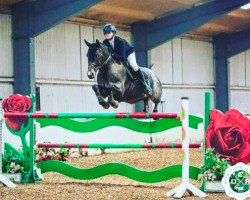 jumper Lynncot Fancy Pants (Irish Sport Horse, 2008, from Annaghmore Boomerang)