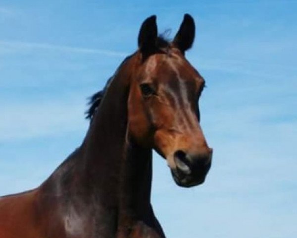 Pferd Lui 66 (Oldenburger, 2002, von Landor S)