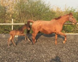 jumper Duke's Princess (German Sport Horse, 2017, from Duke of Hearts xx)