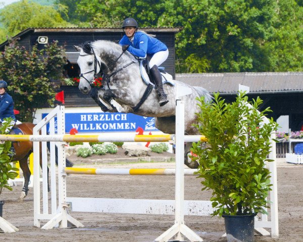 jumper Cathani (Holsteiner, 2005, from Cartani 4)
