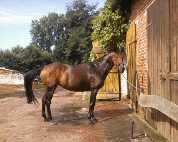 horse Waljade (Hanoverian, 1994, from Waldstar xx)