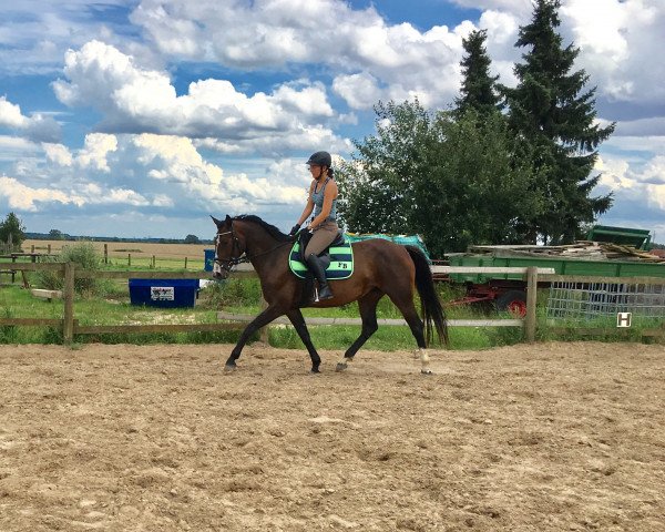 Pferd Bambina (Hannoveraner, 2010, von Balou du Rouet)