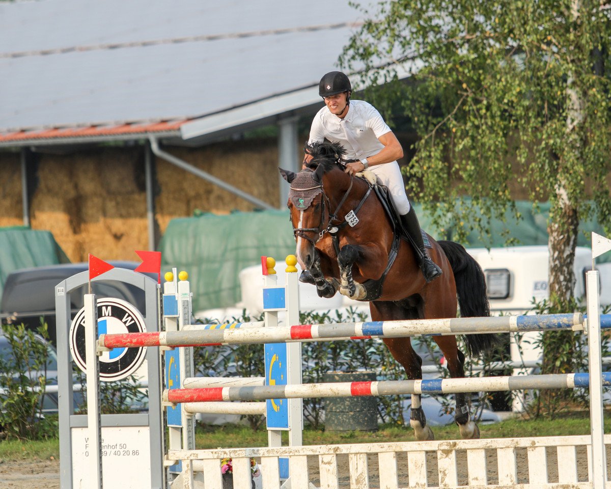 stallion Con Solor van de Heffinck (Zangersheide riding horse, 2007, from Pkz Contact van de Heffinck)