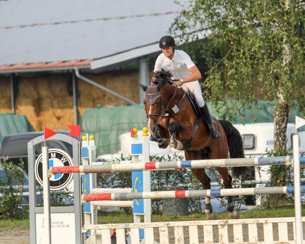 stallion Con Solor van de Heffinck (Zangersheide riding horse, 2007, from Pkz Contact van de Heffinck)
