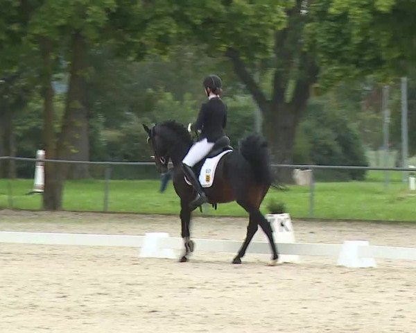 Süddeutsche Ponymeisterschaften Rot am See- Musdorf 2021