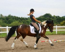 dressage horse Rocky (Irish horse, 2007)