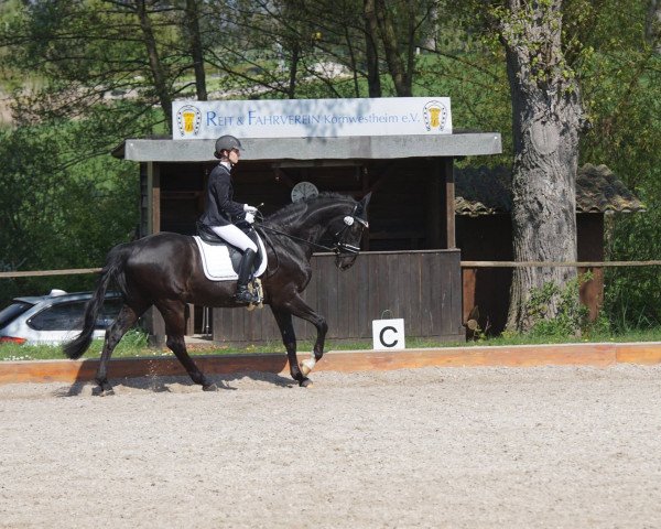 horse DJ Jackson (Württemberger, 2001, from Dream of Glory)