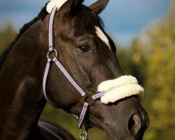 dressage horse Piccobello 17 (Westphalian, 2005, from Praktiker)