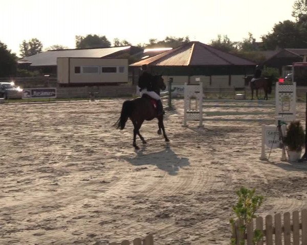 Reitturnier Schülp / Rendsburg 2018