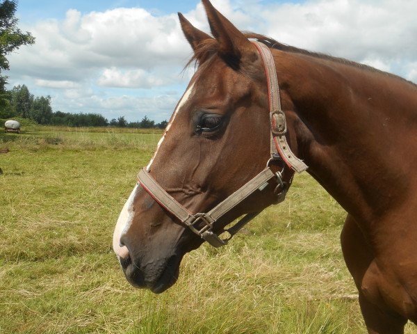 broodmare Ronja (Holsteiner, 2001, from Alcatraz)