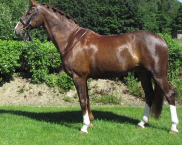 dressage horse Bacardi Feeling K (Hanoverian, 2005, from Belissimo NRW)