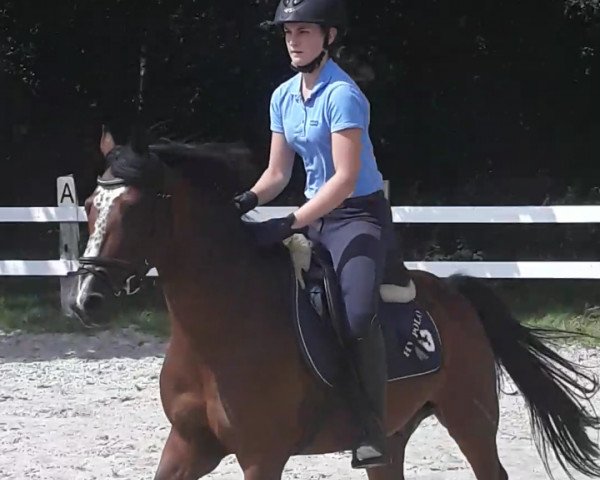 jumper Nimbo Son (German Riding Pony, 2006, from Nic Nimbo)