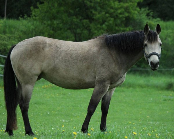 Zuchtstute Gr Smart Dun It (Quarter Horse,  , von Dun Its Cowboy)