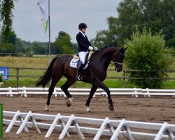 dressage horse Falcao 20 (Hanoverian, 2012, from Fidertanz)