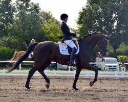 dressage horse Freigeist 9 (Hanoverian, 2012, from Fürstenball)