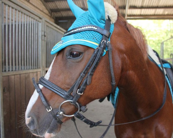 dressage horse Feivel 140 (unknown, 2001)
