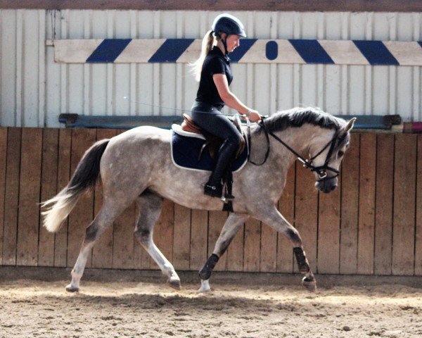 horse Steverheides Dorothee (German Riding Pony, 2013, from Dressman IV)